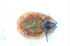 Acalypta musci