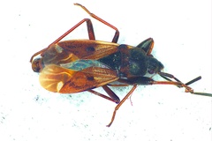 Eremocoris abietis