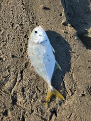 Caranx caninus
