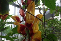 Thunbergia mysorensis