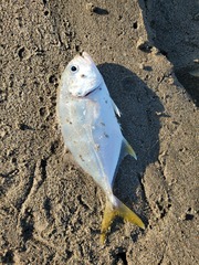 Caranx caninus