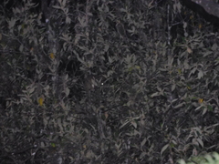 Pseudocheirus peregrinus