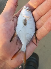 Trachinotus rhodopus
