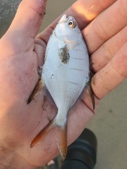 Trachinotus rhodopus