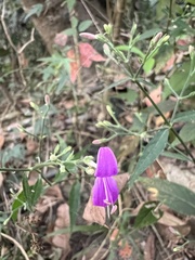 Hypoestes cumingiana