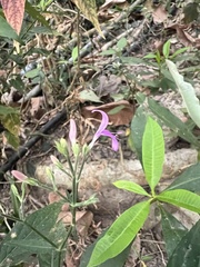 Hypoestes cumingiana