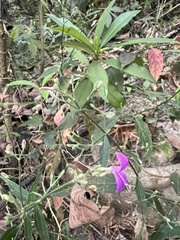 Hypoestes cumingiana