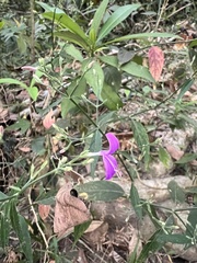 Hypoestes cumingiana