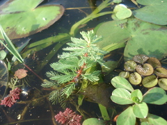 Myriophyllum aquaticum