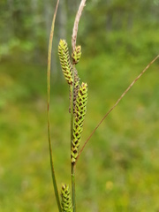 Carex nigra