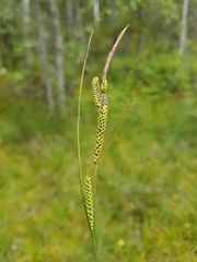 Carex nigra