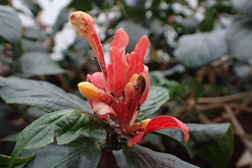 Ruellia chartacea