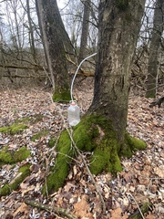 Pseudanomodon attenuatus