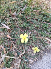 Oenothera flava
