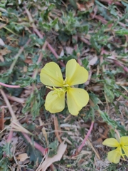 Oenothera flava