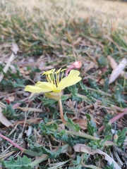 Oenothera flava
