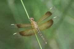 Neurothemis stigmatizans