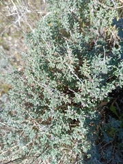 Teucrium marum