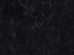 Pseudocheirus peregrinus