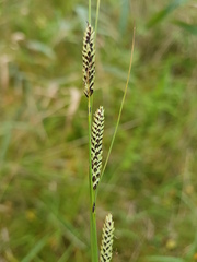Carex nigra