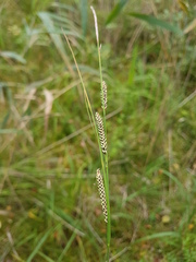 Carex nigra