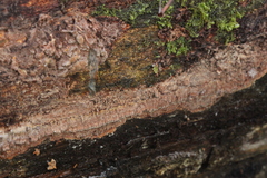 Steccherinum collabens