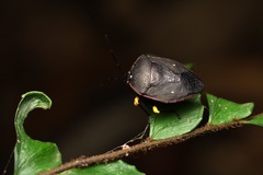 Brachystethus cribrus