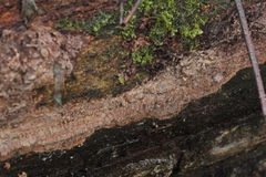 Steccherinum collabens