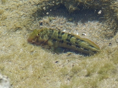 Scartella cristata