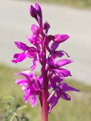 Orchis olbiensis