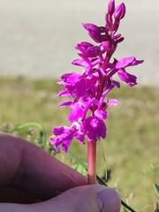 Orchis olbiensis