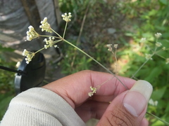 Changium smyrnioides