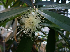 Syzygium jambos