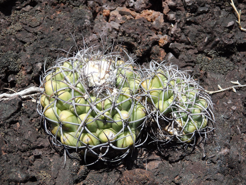 Discocactus ferricola