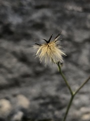 Hieracium