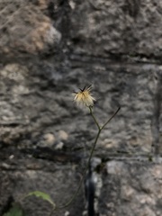 Hieracium