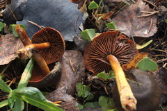 Cortinarius malicorius
