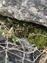 Encalypta streptocarpa