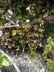 Encalypta streptocarpa