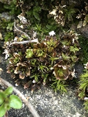 Encalypta streptocarpa