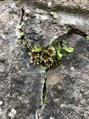 Encalypta streptocarpa