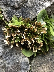 Encalypta streptocarpa