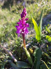 Orchis olbiensis