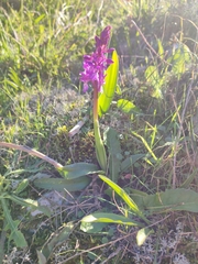 Orchis olbiensis
