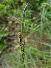 Carex nigra