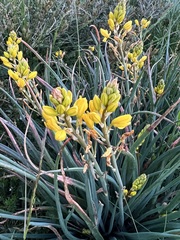 Bulbine glauca