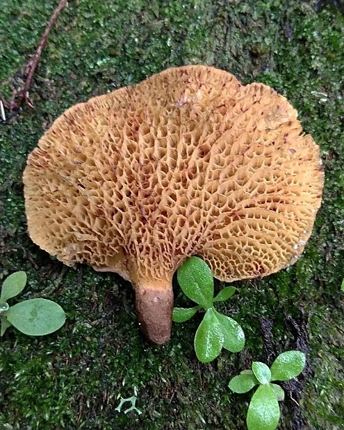 Boletinellus exiguus · October 2021 · photo: © lelacappelli (iNaturalist, cc0)