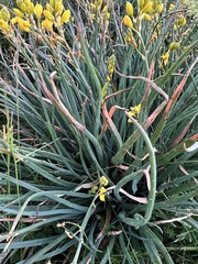 Bulbine glauca