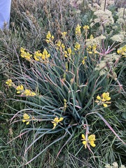 Bulbine glauca