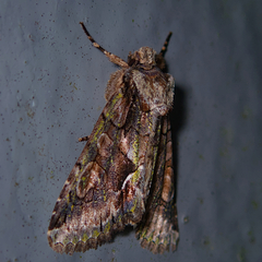 Allophyes oxyacanthae